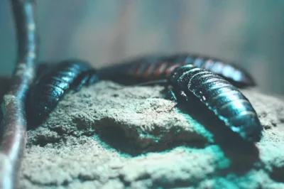 Cockroach Milk: A Promising Superfood or Nothing but Hype?